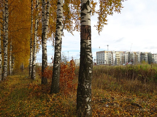 БФА В ОЗЕРКАХ, вид в сторону Выборгского шоссе